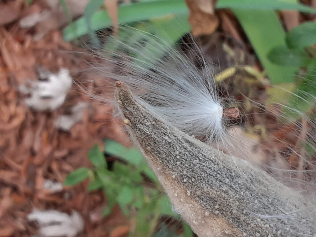 milkweed fluff, loosed from its casing