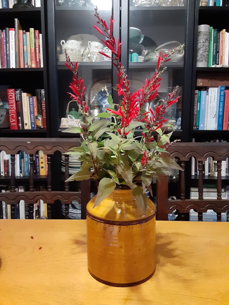 Cut pineapple sage blossoms in an earthenware vase