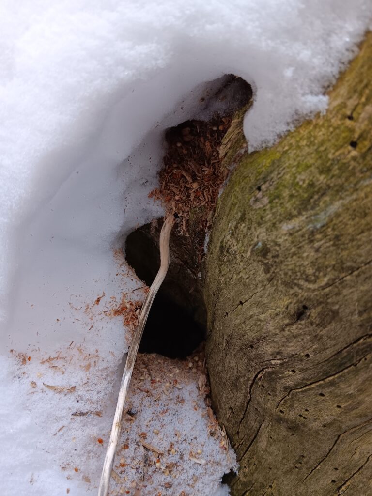 Image shows a small burrow entrance through snow into a dead tree stump